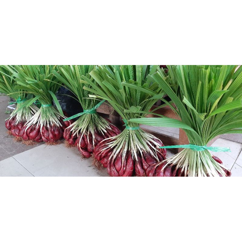 

Bawang Dayak Obat Herbal-segar atau kering