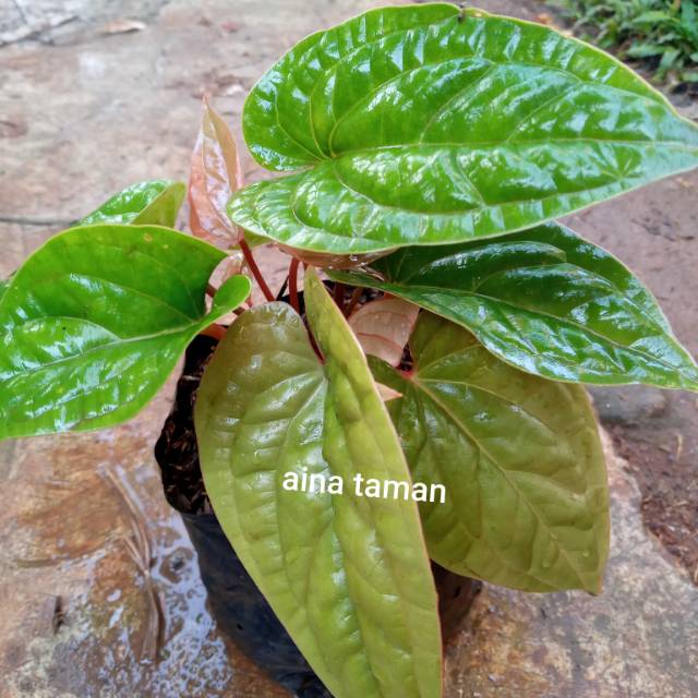 POHON ANAKAN ANTURIUM SIRIH-tanaman anakan anturium sirih