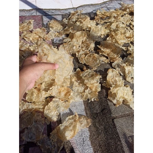 

gelembung ikan manyung/katak