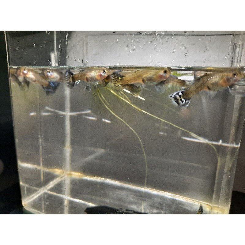 ikan Guppy cendolan