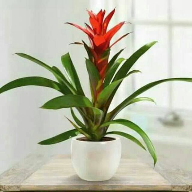 Tanaman Hias Bunga Hidup BROMELIA GUZMANIA Sudah Berakar / Berbunga