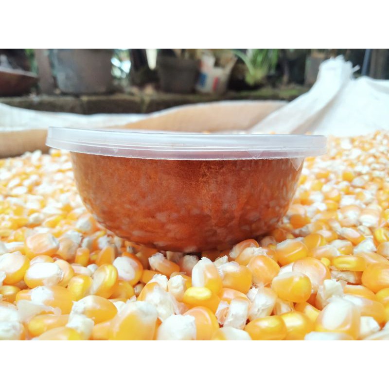 

Petis ikan KHAS CAMPUREJO Panceng Gresik