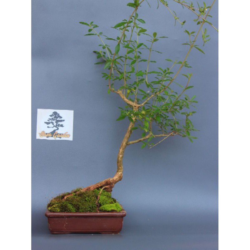 bahan/ bibit bonsai seribu bintang lokal/ serbin/ serissa biasa