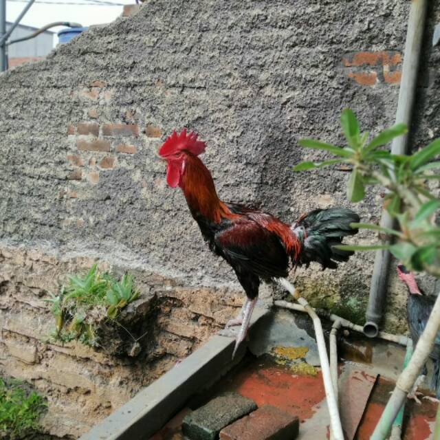 

Ayam pelung kontes