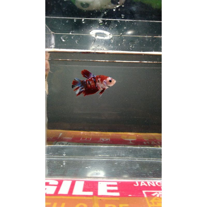 

Cupang Koi
