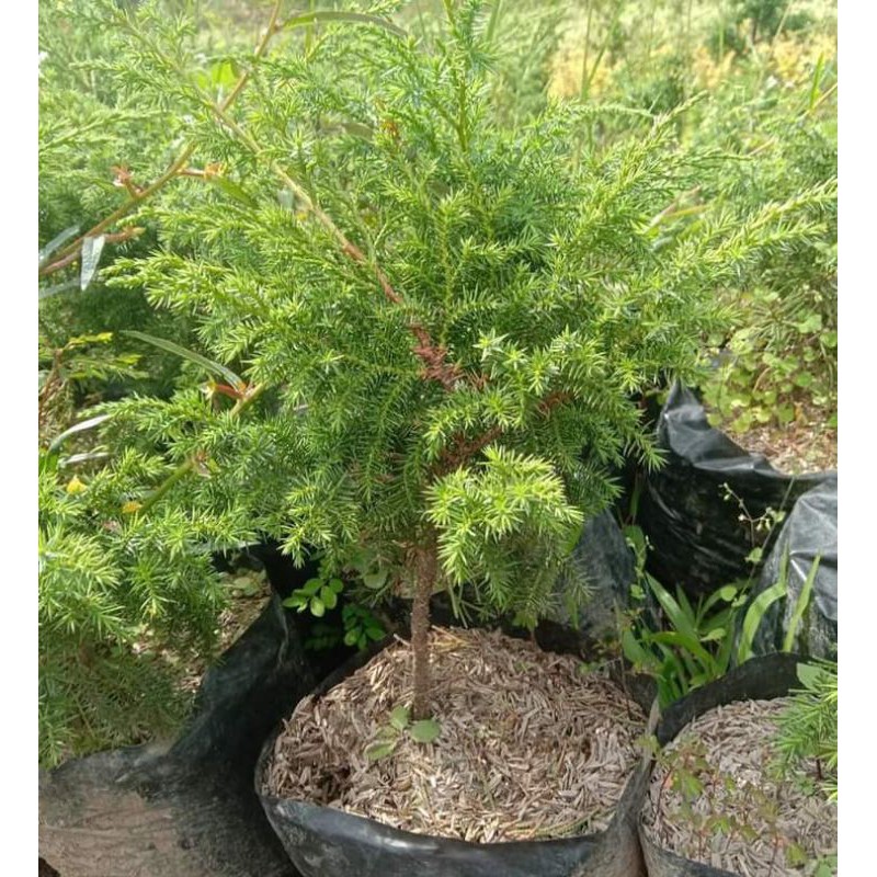 Bibit Bonsai Cemara Duri