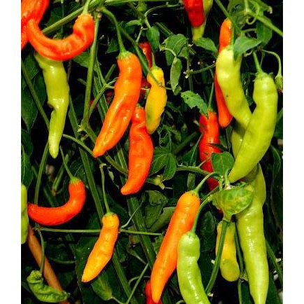 LWD07 BENIH/BIBIT CABE RAWIT BESAR SIGANTUNG (BINTANG ASIA)