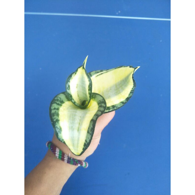 sansevieria golden wendy