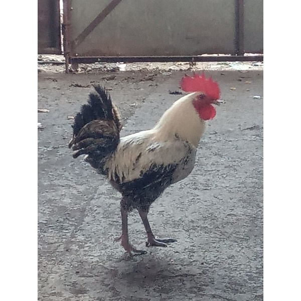 Ayam Arab Jago Ayam Arab Besar Ayam Arab Jantan Shopee Indonesia