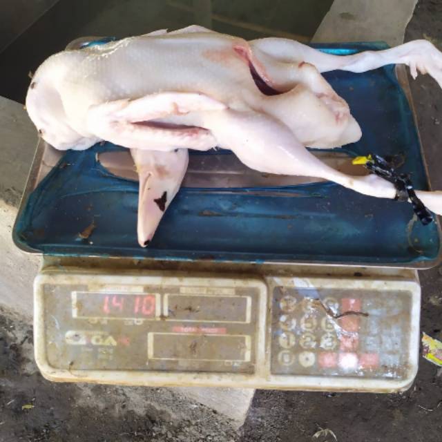 

(KIRIM INSTAN)Bebek Lokal Jumbo 1,4Kg Kualitas Premium