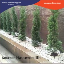 Tanaman hias Cemara Lilin pohon hidup hiasan rumah dan taman