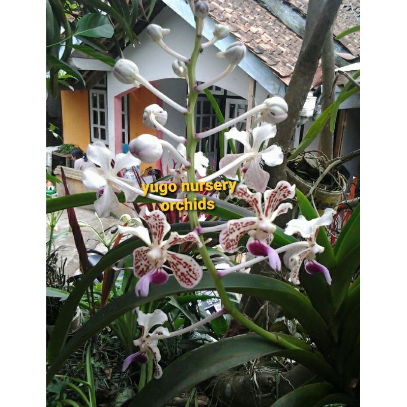 anggrek vanda tri colour vanda tricolor vanda dewasa