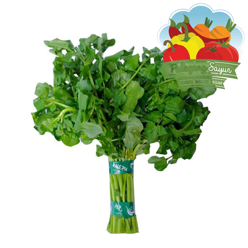 

Selada Air - Per Ikat