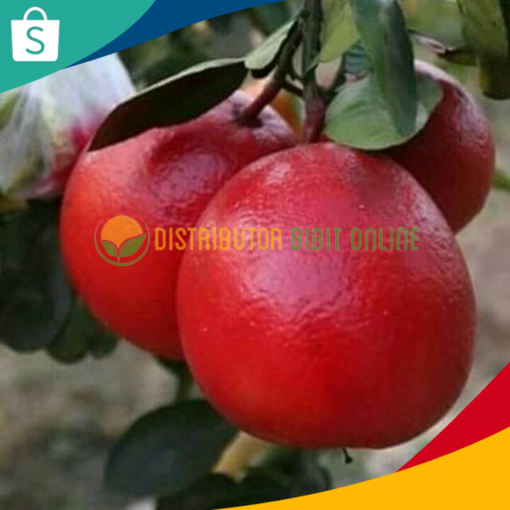 Bibit Tanaman Buah Jeruk red pamelo thailand hasil okulasi [Bibit Berkualitas Unggul]