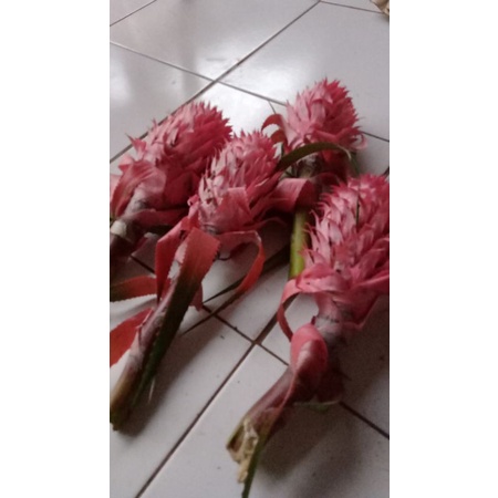

nanas muda merah pelancar haid