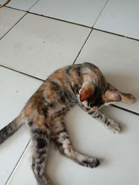 Atasan Batik Wanita Motif Catur