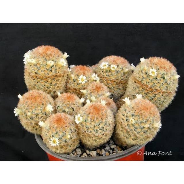 1 Benih kaktus mammillaria carmenae