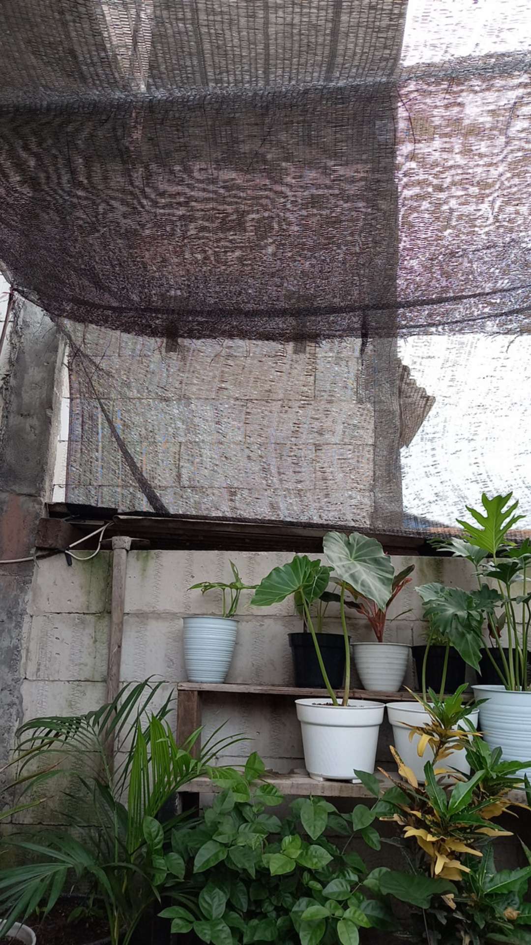 Pot Tirus 18 Pot Pirus My Honey 18 Gbl Putih Glossy