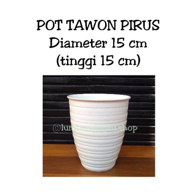  Pirus  Diameter 15  cm Pot  Tawon  Pirus  Tirus Putih d15 