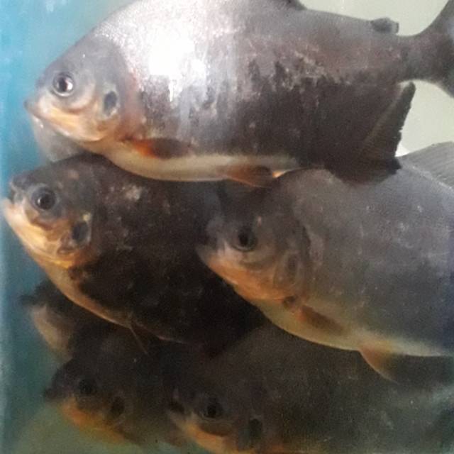 

Terbatasss!!! Ikan Bawal tambak segar /harga 1 KG