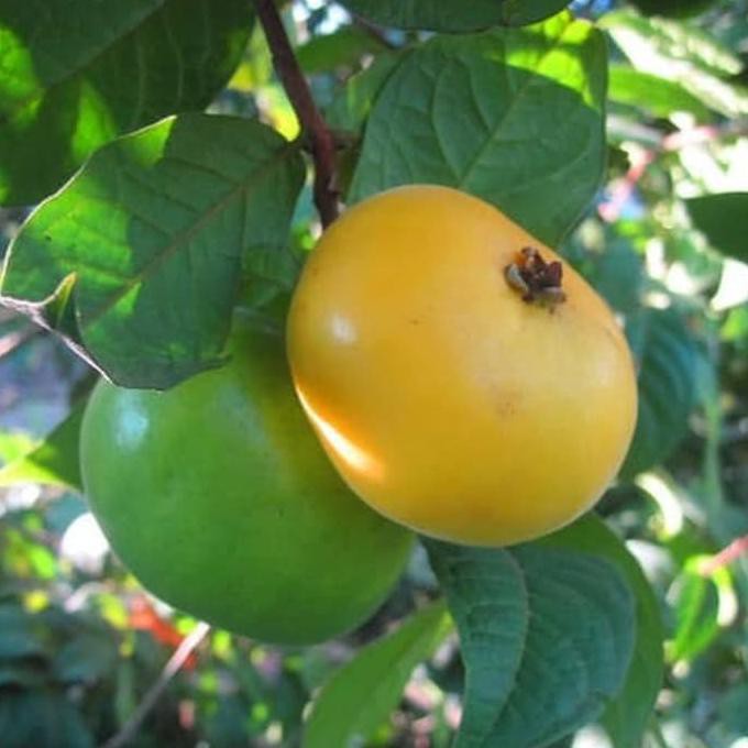 Bibit Tanaman Buah Araza ( Araca Boi ) np@