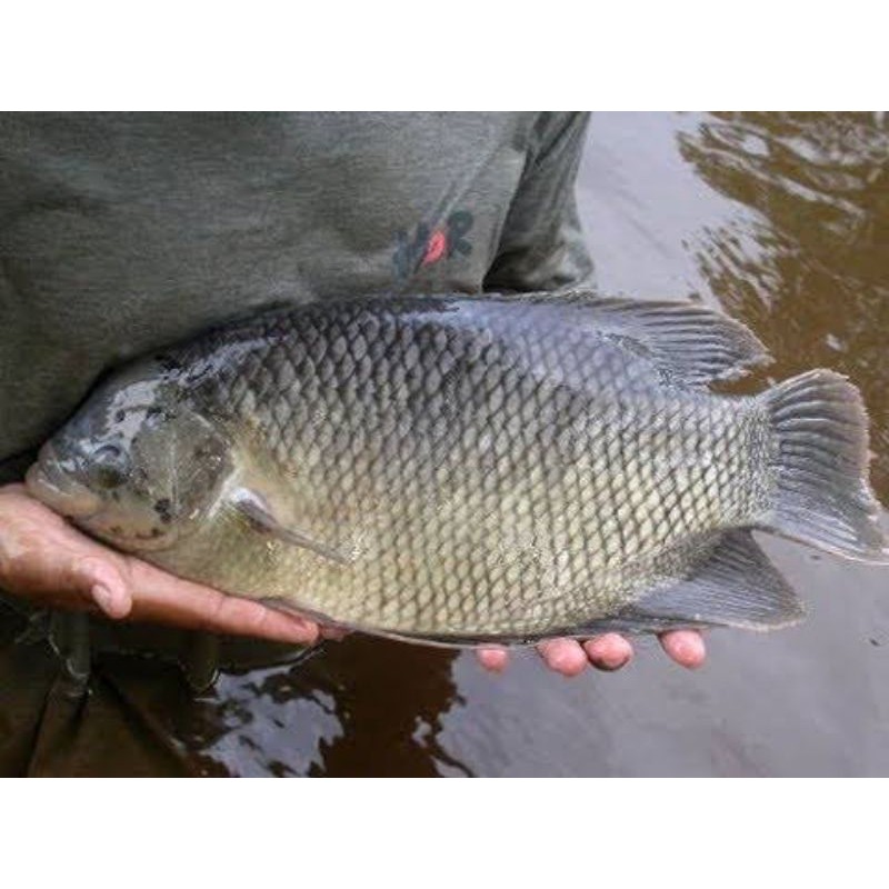 Ikan Gurame Hidup 1Kg