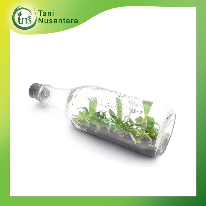 Bibit Bunga Anggrek BULAN PHALAENOPSIS Anggrek Botol