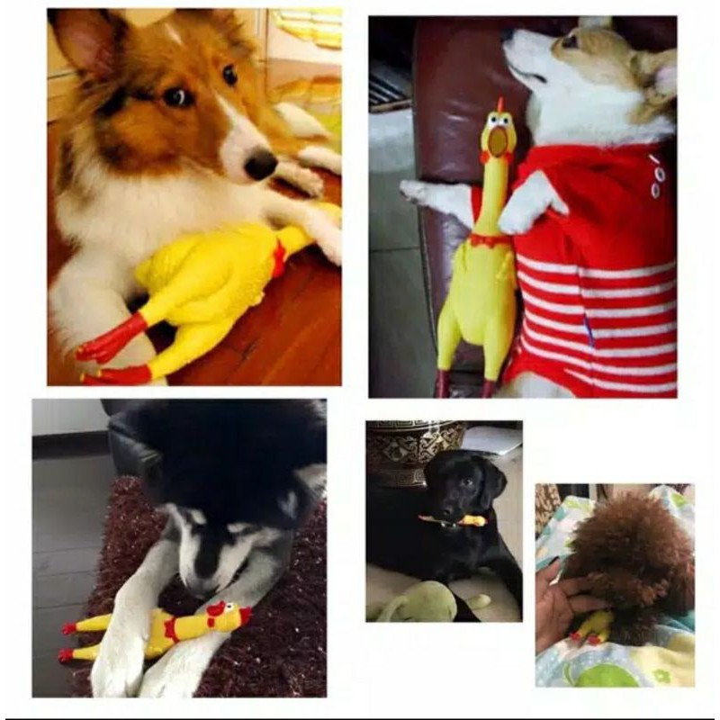 mainan Ayam Bunyi Teriak  Shrilling Screaming Chicken  Ayam Teriak pencet anjing dog toy toys