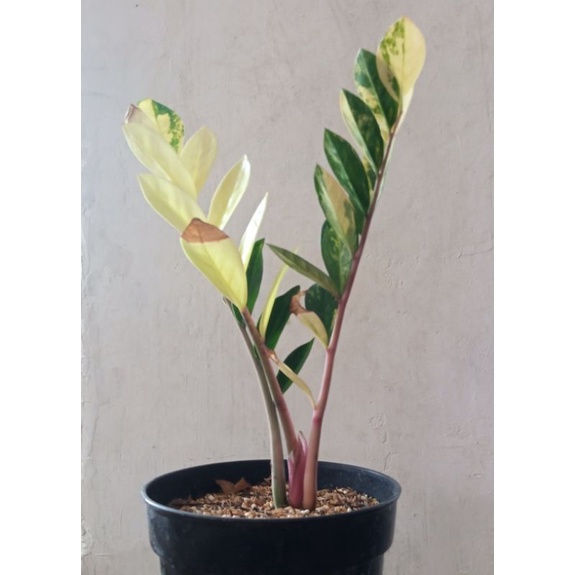 Zamia kulkas varigata