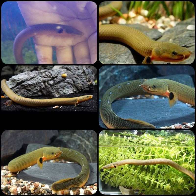 ikan palmas tali atau ropefish untuk aquarium dan aquascape