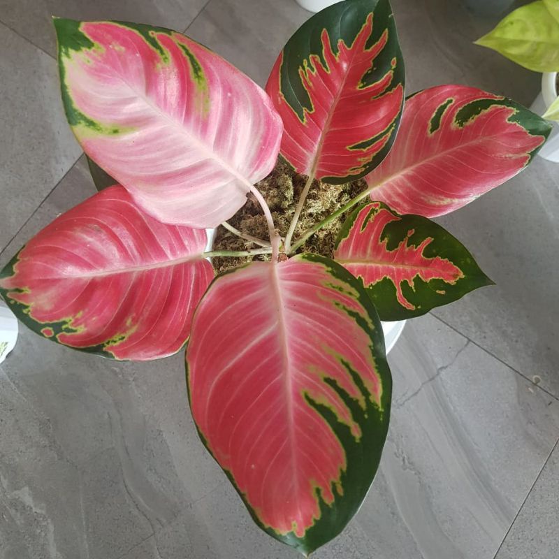 PRMO AGLONEMA KOCHIN HELLO KITTY PER 1 DAUN ASLI DAN SEGAR