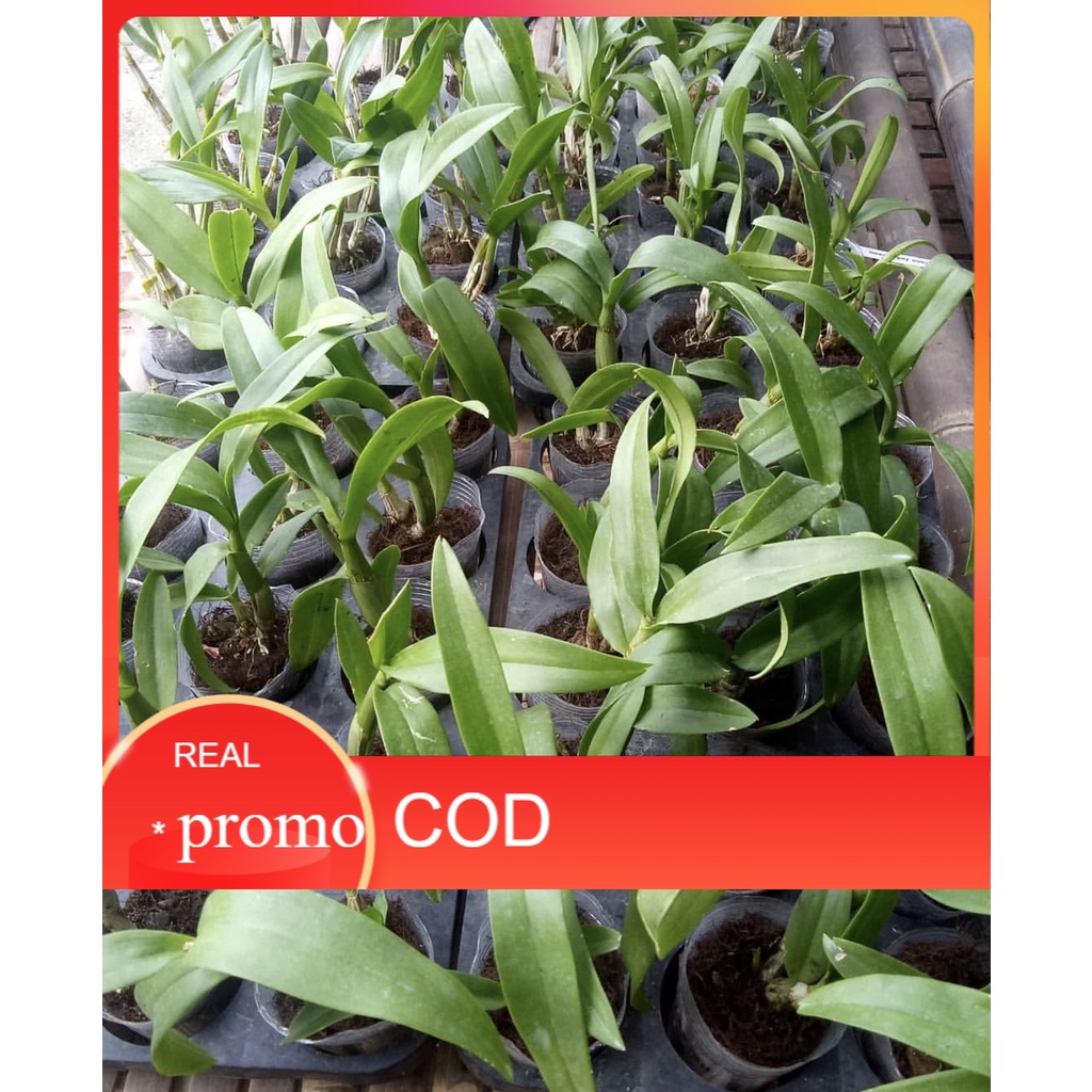 PROMO.. Paket 6 anggrek seedling dendrobium-tanaman hidup-anggrek-bunga hidup