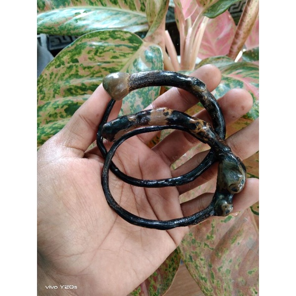 GELANG AKAR BAHAR HITAM BONGGOL ASLI