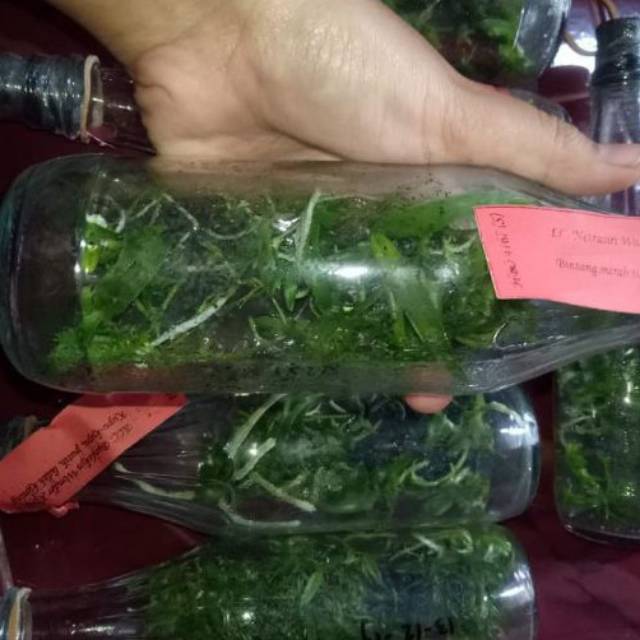 Bibit Anggrek Botol Catleya