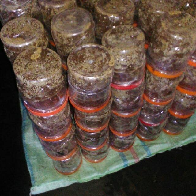 Semut rangrang penghasil kroto super