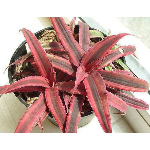 Bibit Tanaman Hias Cryptanthus Merah
