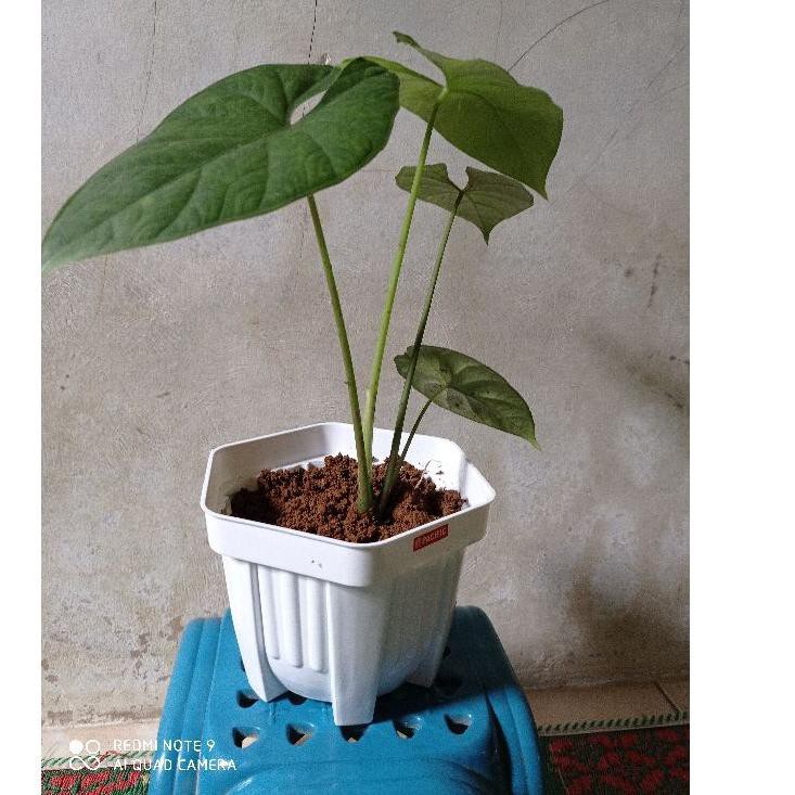 Discount Today PROMO tanaman hias alocasia bisma tengkorak -alocasia tengkorak polos-tengkorak polos