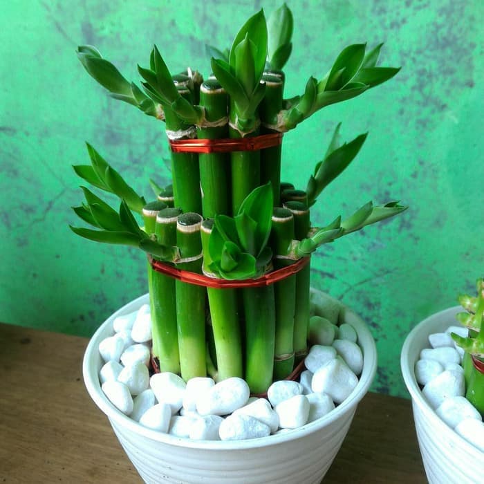 Souvenir tanaman bambu hoki lucky bamboo