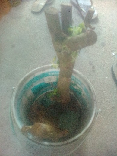 Bunga Lantana Bunga Oren