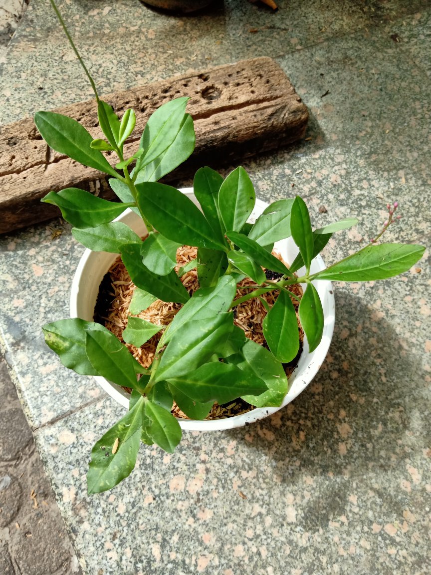 Ginseng Jawa Tanaman Herbal