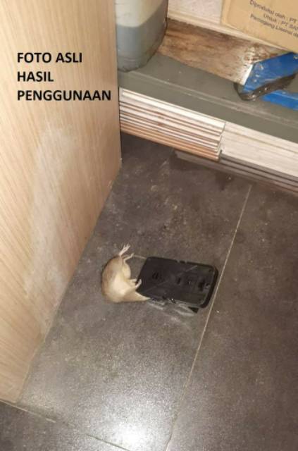 Perangkap tikus