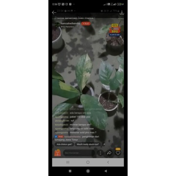 diven panglima varigata dan epipremnum var
