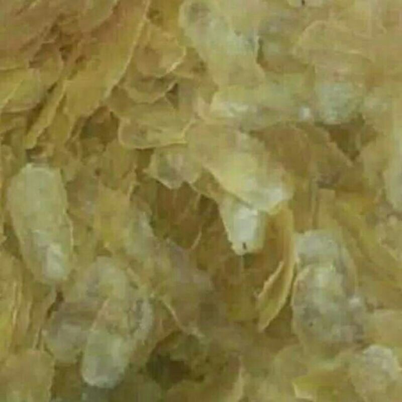 

kepeng mentega Asli pamekasan