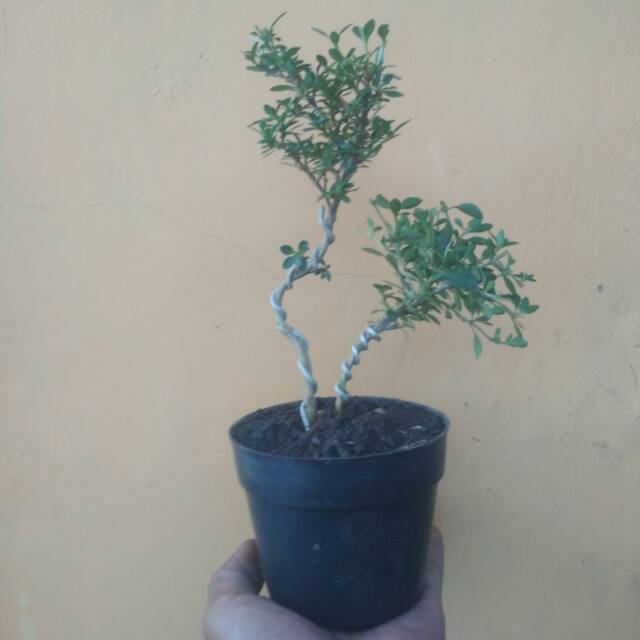 Bahan bonsai seribu bintang