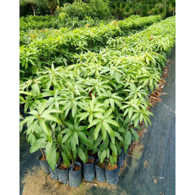 bibit mangga golden