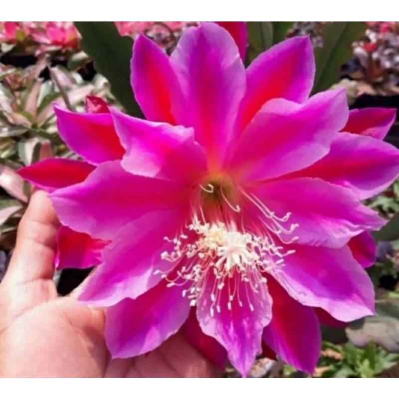 Wijaya Kusuma California Dream