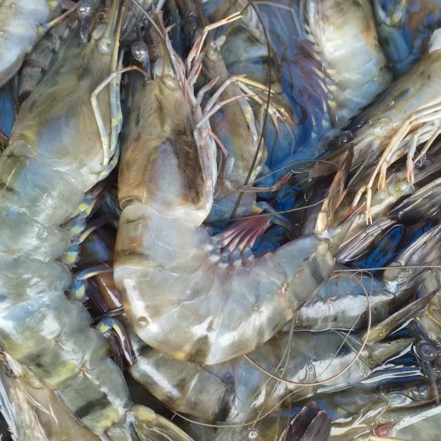 

Udang segar