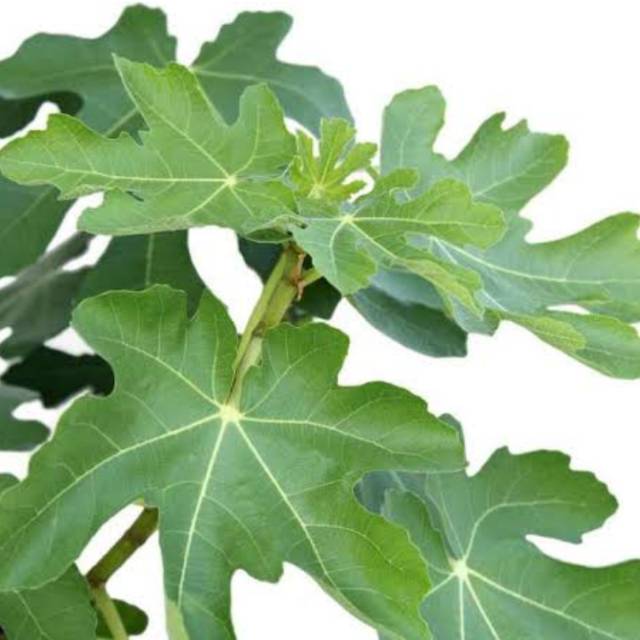 

DAUN TIN SEGAR SATUAN
