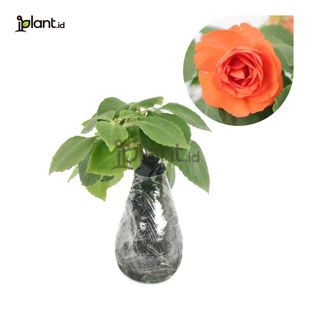 Tanaman Bunga Begonia mawar