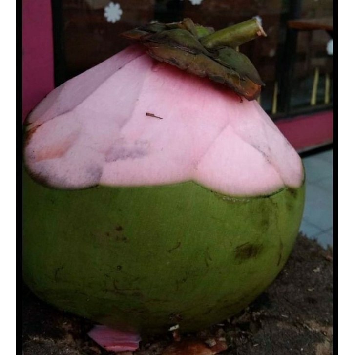 

KELAPA WULUNG / DEGAN WULUNG READY GOSEND